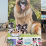 M&J Dogs Mart (Teshie Branch)