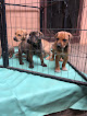 Hills Mobile Veterinary services
