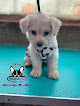 Précieux Pets Shop