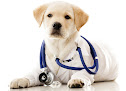 ANIMALITO VETERINARY CENTRE