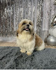 Posh Pets Spa