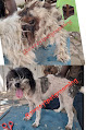Sweeytpet Grooming Service
