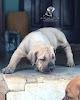 Wildline Kennel