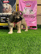 Platinum Kennels