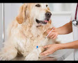 Mobile Veterinary Services