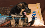 Aylesbury Kennels