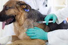 Reliable Vets